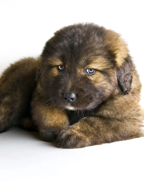 Caucasian mastiff puppy — Stock Photo, Image