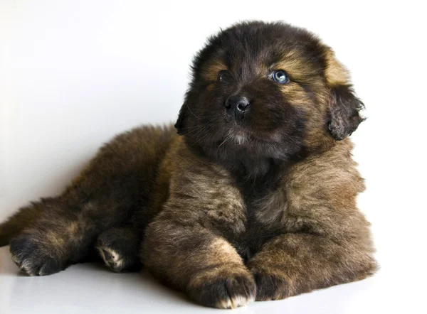 stock image Caucasian mastiff puppy full body