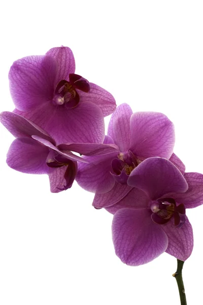Орхидея Стоковое Фото