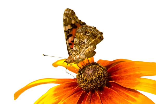 Der Schmetterling Stockbild