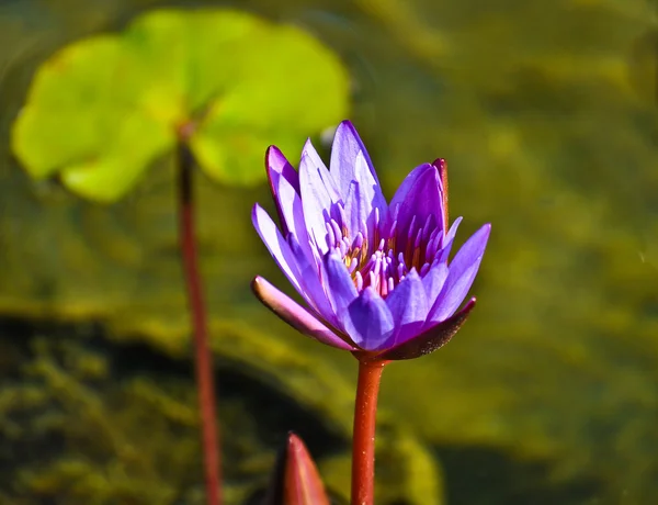 Lilly fioletowy wody — Zdjęcie stockowe