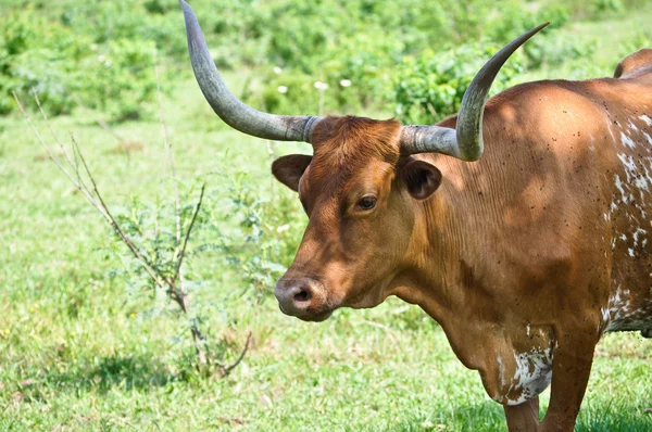 stock image Steer Profile