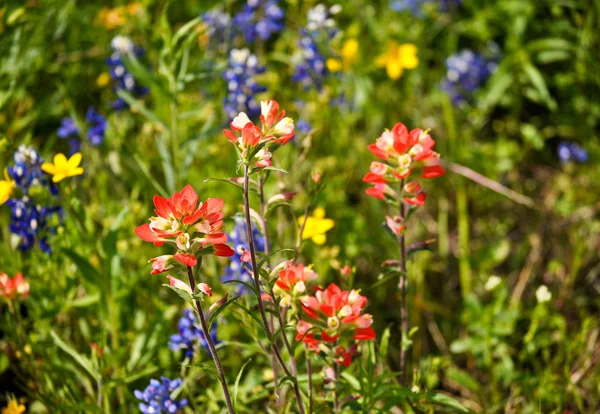 Indian Paintbrush Stock Picture
