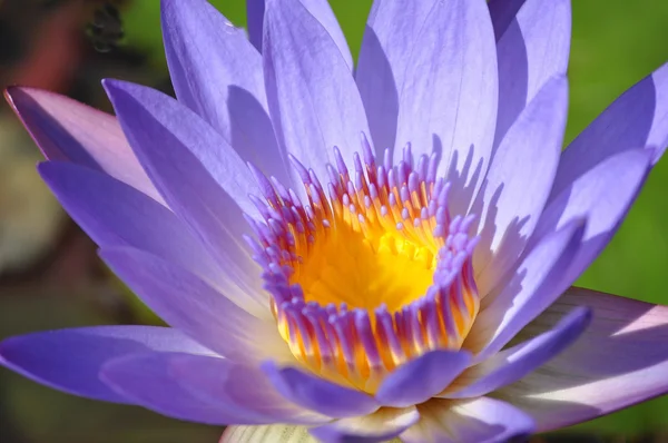 Purple Water Lilly Close Up — Stock Photo, Image
