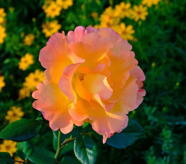 Rosa rosa Fotografia De Stock