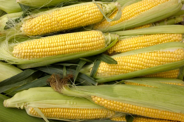Friss, nyers kukorica — Stock Fotó