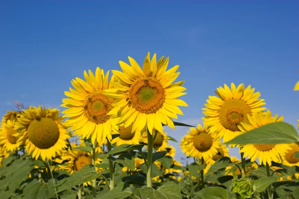 Bees pollinate sunflowers — Stock Photo, Image