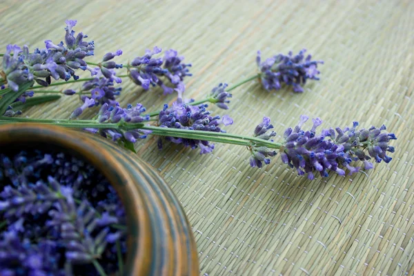Lavender — Stok Foto