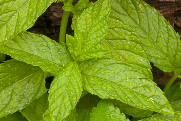 stock image Mint leaf