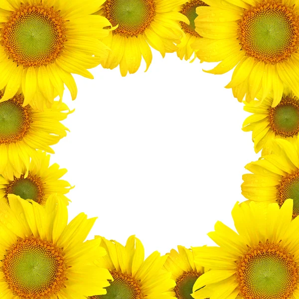 Krásné žluté slunečnice na bílém pozadí — Stock fotografie