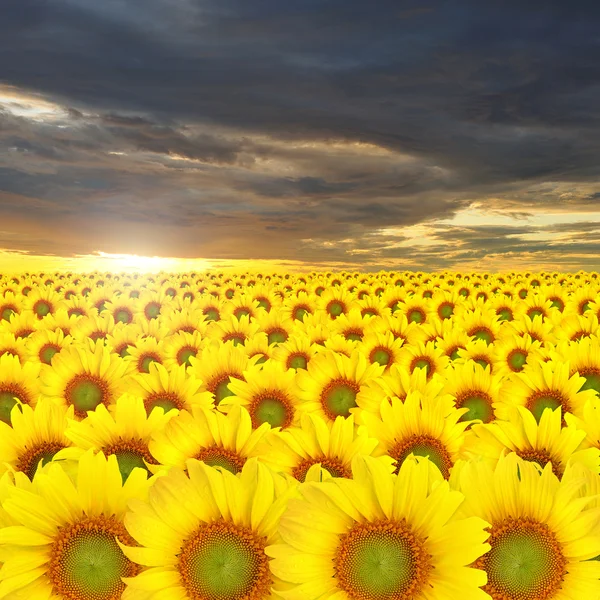 Vacker gul solros bakgrund — Stockfoto