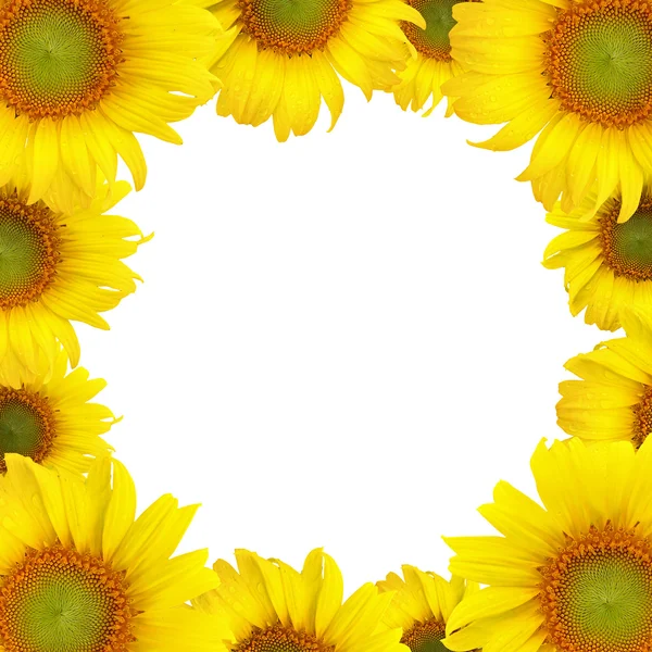 Mooie gele zonnebloem op witte achtergrond — Stockfoto
