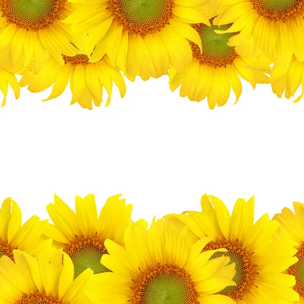 Beyaz zemin üzerine sarı güzel ayçiçeği — Stok fotoğraf