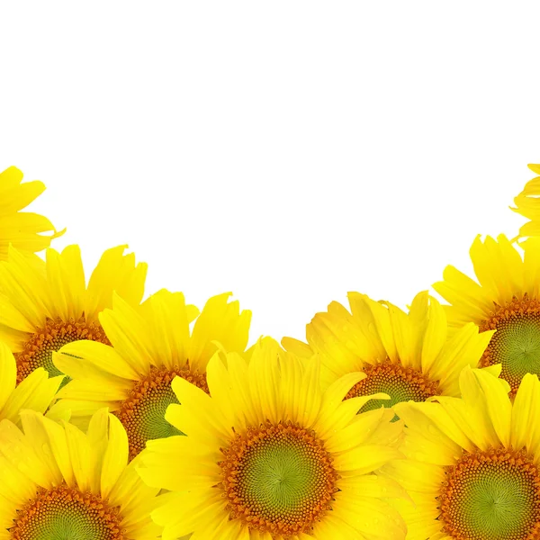 Krásné žluté slunečnice na bílém pozadí — Stock fotografie