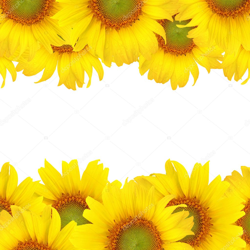 Beautiful yellow Sunflower on white background