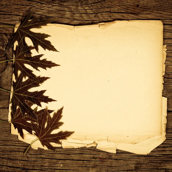 Folhas de bordo sobre papel — Fotografia de Stock