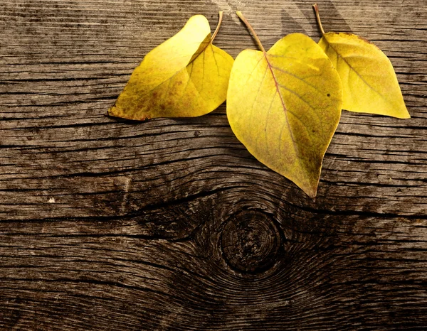 Blätter auf Holz — Stockfoto