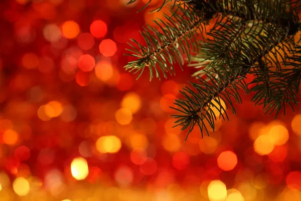 Zweig des Weihnachtsbaums — Stockfoto