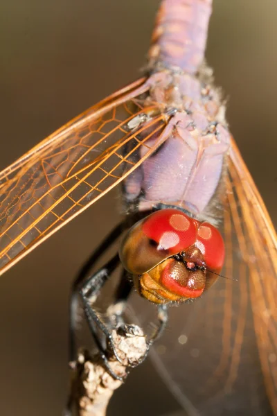Libelle auf Ast — Stockfoto