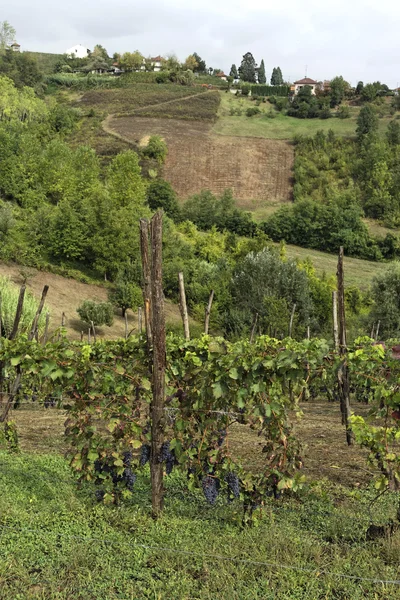 Wzgórzach monferrato — Zdjęcie stockowe