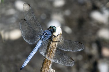 Orthetrum brunneum