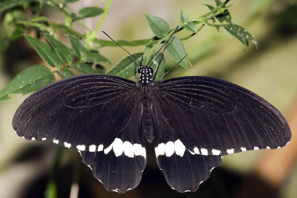 Mormón común Papilio polytes Linnaeus, 1758 — Foto de Stock