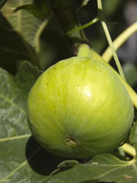 Stock image Fig on tree