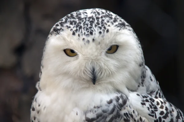 stock image Snowy Owl Particular