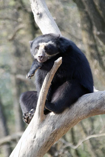 stock image Andean bear