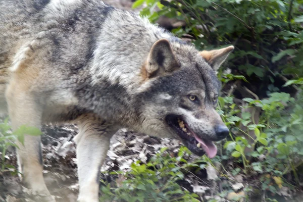 stock image Italian Wolf