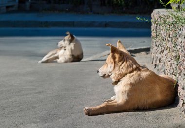 İki evsiz köpek sokak