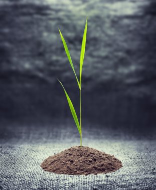 Young green plant is growing out of ground clipart