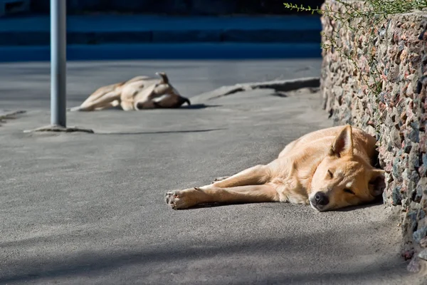 Két alvó hajléktalan kutyák — Stock Fotó