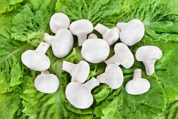 Field mushrooms on the lettuce — Stock Photo, Image