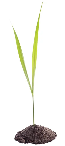 Jonge, groene plant groeit uit grond geïsoleerd op witte bac — Stockfoto