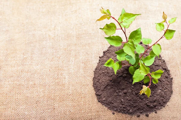 Young green plant is growing out of ground — Stock Photo, Image