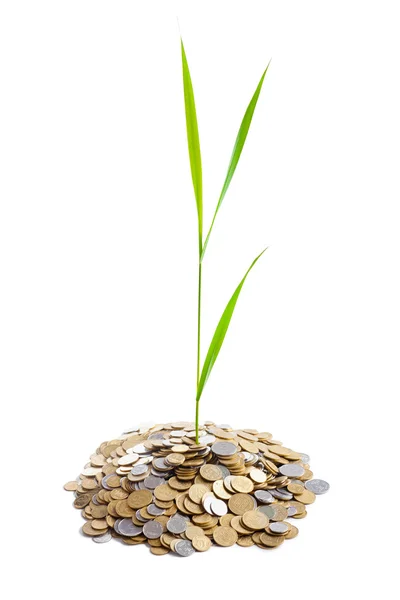 Young green plant is growing out of heap of coins isolated on wh — Stock Photo, Image