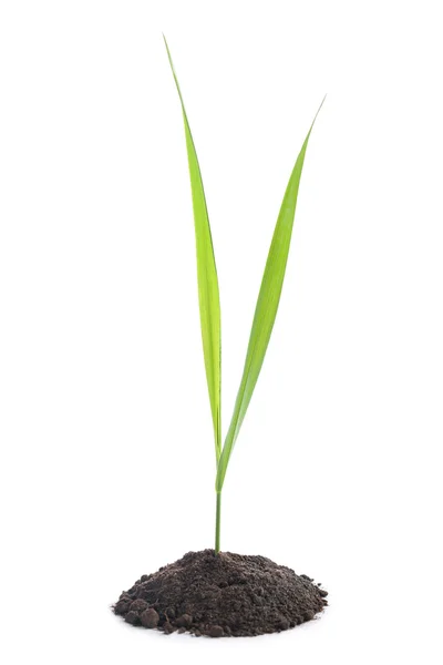Jonge, groene plant groeit uit grond geïsoleerd op witte bac — Stockfoto