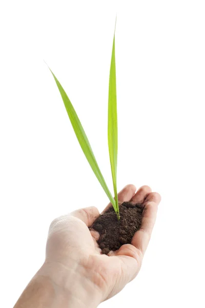 Young green plant is growing out of ground in hand isolated on w — Stock Photo, Image
