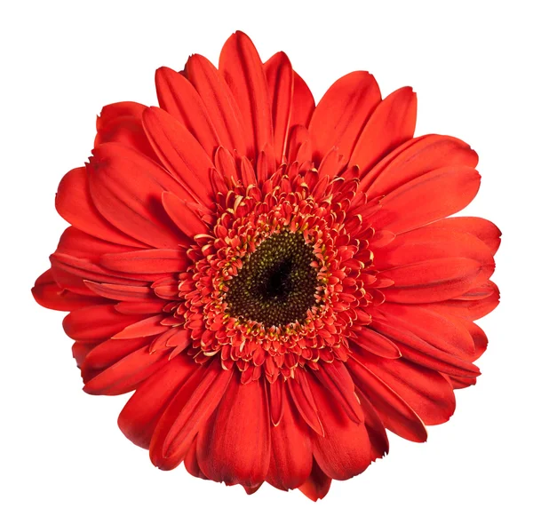 stock image Red gerbera flower isolated on white background