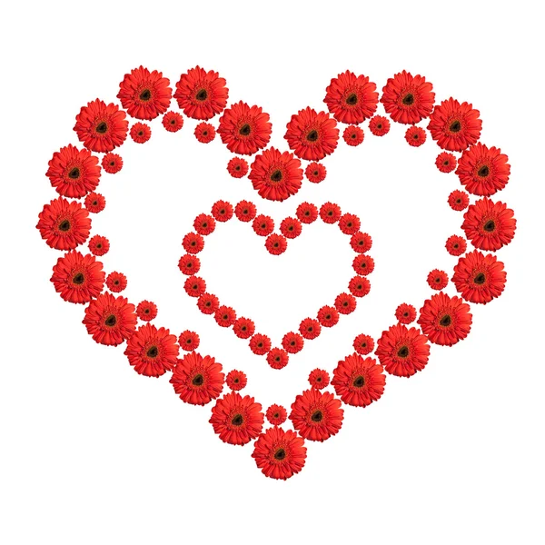 Srdce z květů červeného gerbera izolovaných na bílém pozadí. Val — Stock fotografie