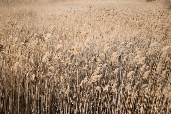 Reeds background — Stock Photo, Image