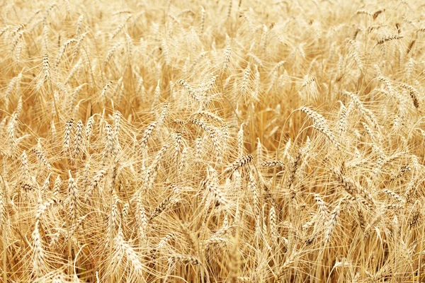 stock image Fully ripe wheat field