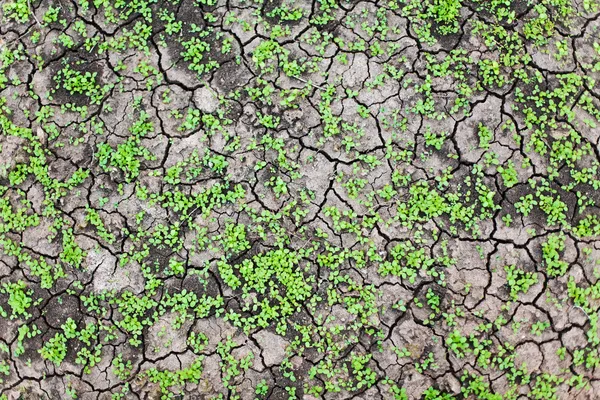 Yalak ölü toprak büyüyen yeşil çimen — Stok fotoğraf