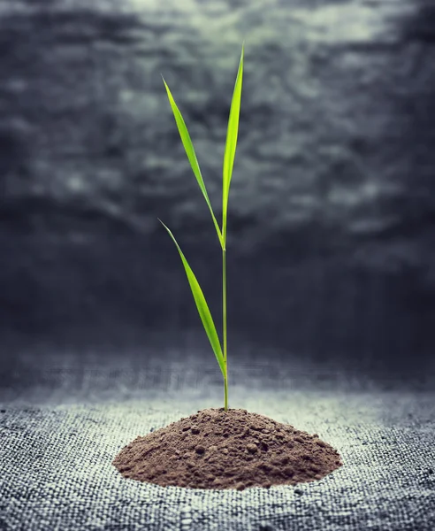 Jonge, groene plant groeit uit grond — Stockfoto