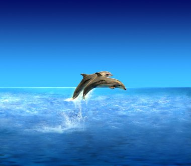 Dolphins clipart