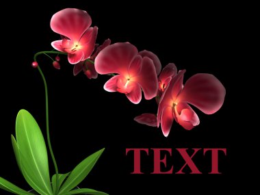 Red orchid on a black background clipart