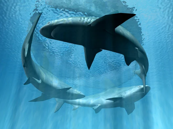 Tiburones — Foto de Stock