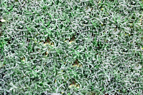 Tło trawy — Zdjęcie stockowe