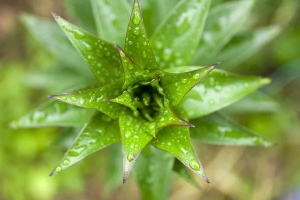 Plant the lily in rain drops — Stock Photo, Image